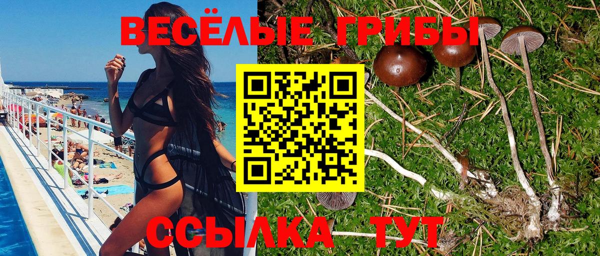 Мурино  Галлюциногенные грибы Psilocybe  Вход с VPN 
